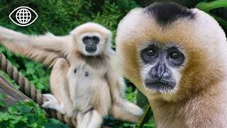 Ces adorables singes peuvent-ils survivre dans la jungle ?