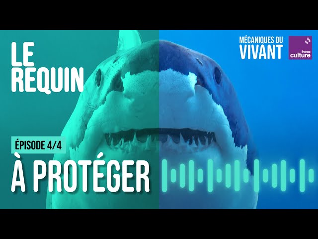 Comment protéger les derniers requins
