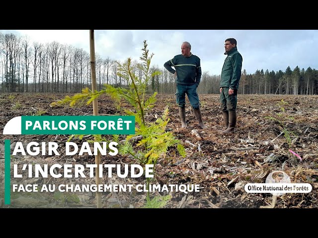 La forêt face au dérèglement climatique : agir dans l’incertitude