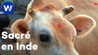 En Inde, la vénération des animaux naît de l’hindouisme