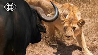 Face à face mortel entre lions et buffles d’Afrique