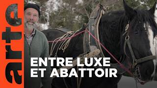 Histoire de la domestication (2/2) - De l’âge industriel à nos jours