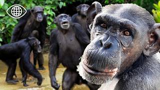 La guerre des chefs chez les chimpanzés : qui sera le mâle alpha ?