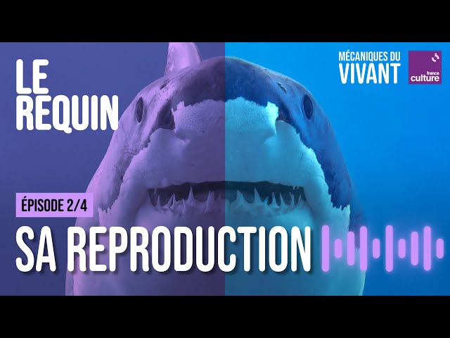 La reproduction : talon d'Achille des requins