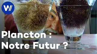 Le potentiel incroyable du plancton sur notre alimentation et sur la planète