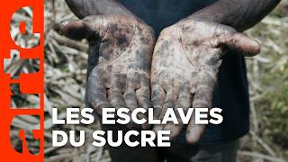 Le sucre, pour la douceur et pour le pire (1/2)