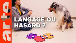 Les chiens peuvent-ils parler ?