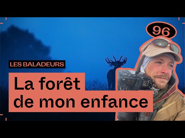 Les ombres sauvages de la forêt