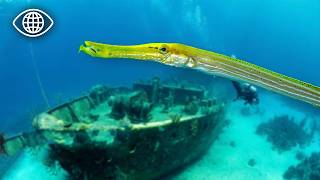 Les secrets cachés sous la mer : la conquête de l’espace marin