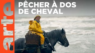 Mer du Nord : les derniers cavaliers pêcheurs