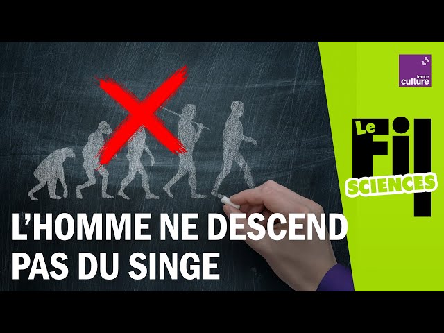 Non l'Homme ne descend pas du singe !