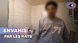 Paris : l’enfer des habitants envahis par les rats