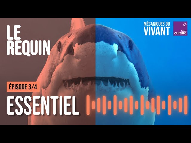 Pourquoi les requins sont essentiels aux océans