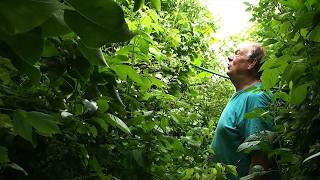 Quand la permaculture réinvente l'abondance - La jungle étroite