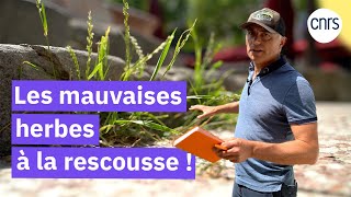 Quelles plantes pour les îlots de fraîcheur ?
