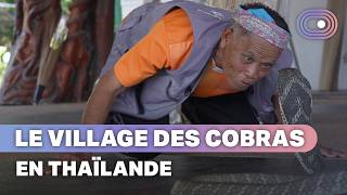 Thaïlande : ils défient des cobras pour se nourrir