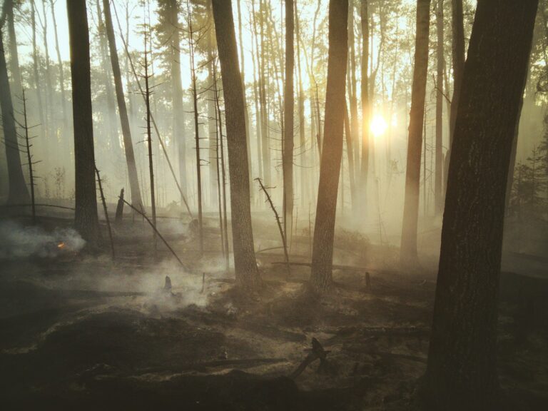 Article | Comment les forêts se régénèrent-elles après un incendie ?
