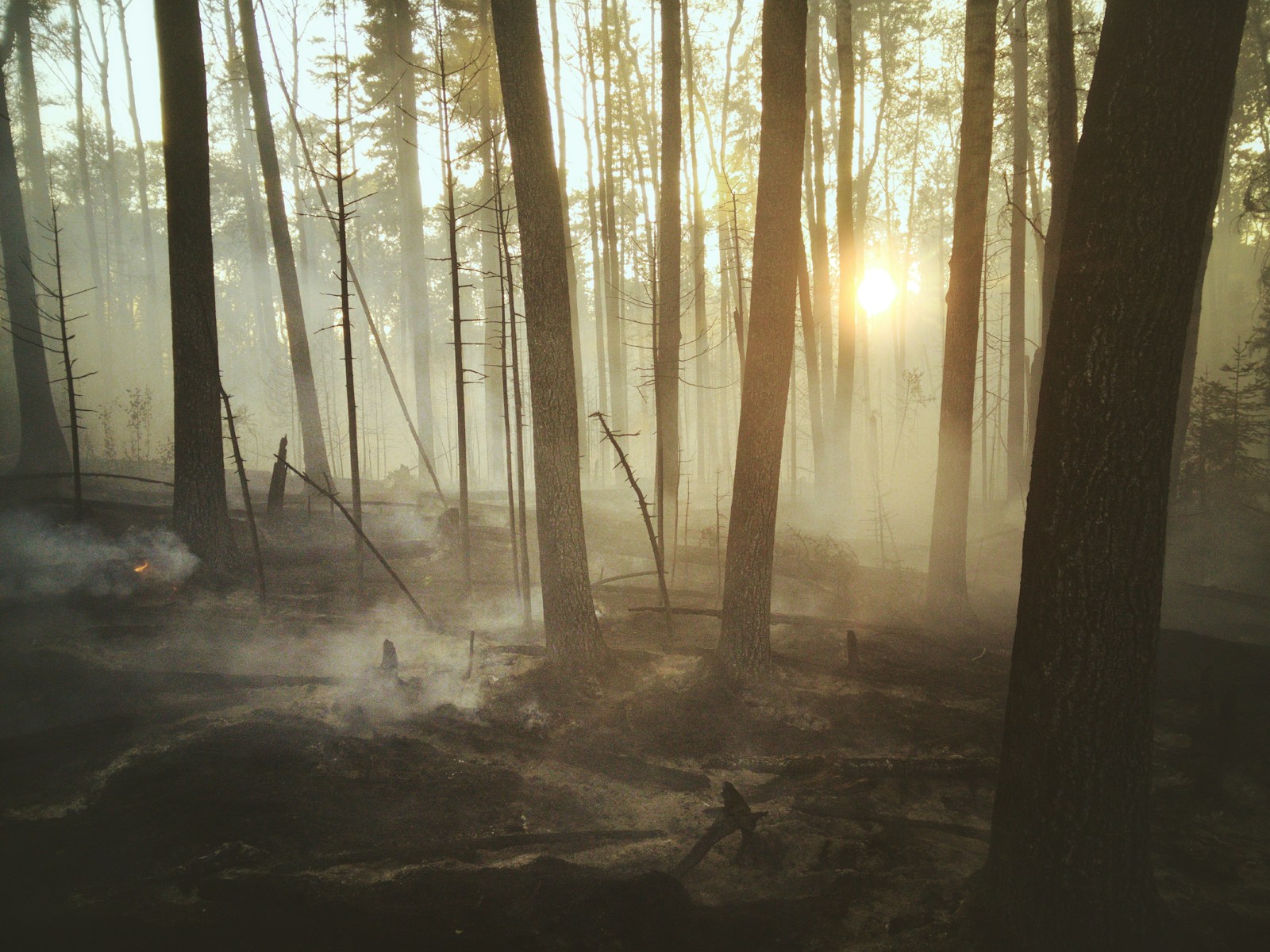 Comment les forêts se régénèrent-elles après un incendie ?