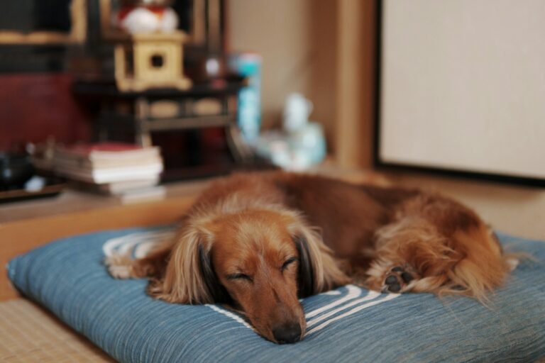 Article | Identifier les cauchemars chez les chiens : devez-vous les réveiller ?