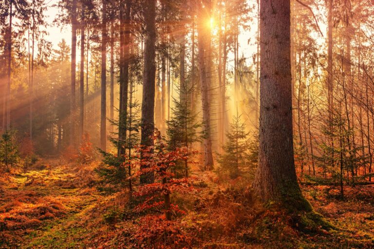 Article | Les chemins enchanteurs d’Europe à explorer cet automne