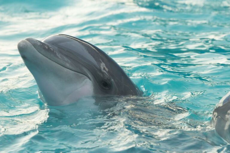 Article | Les dauphins sont-ils réellement conscients d’eux-mêmes ?