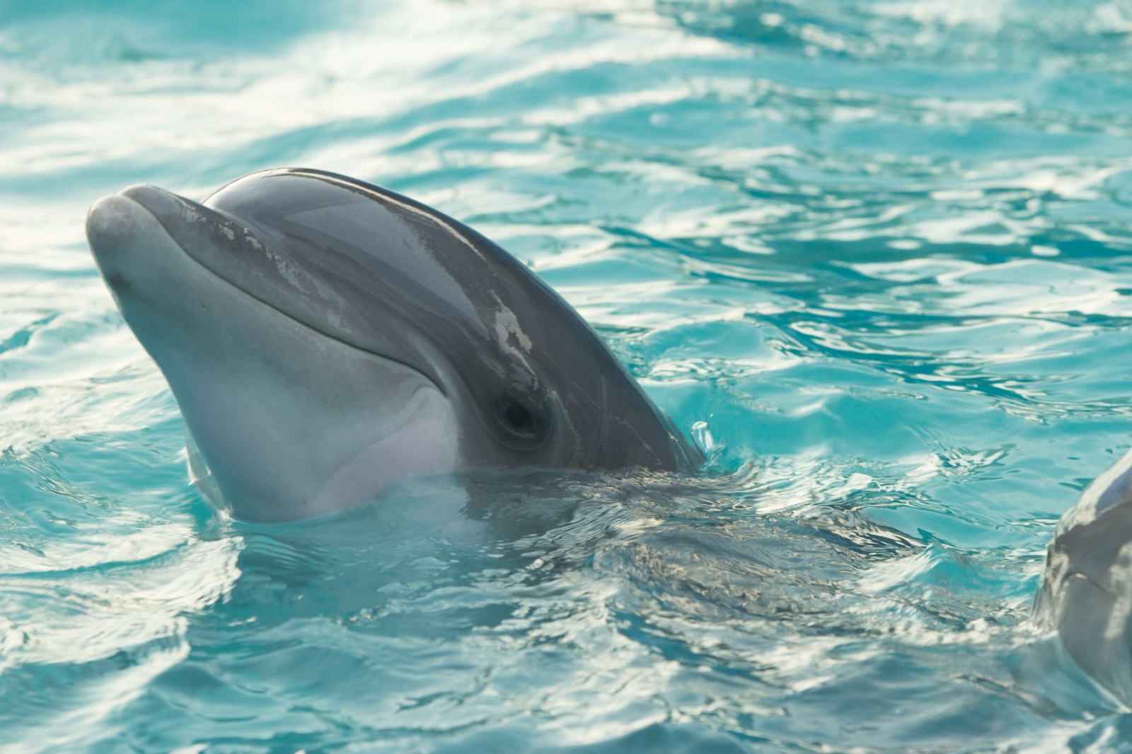 Les dauphins sont-ils réellement conscients d’eux-mêmes ?