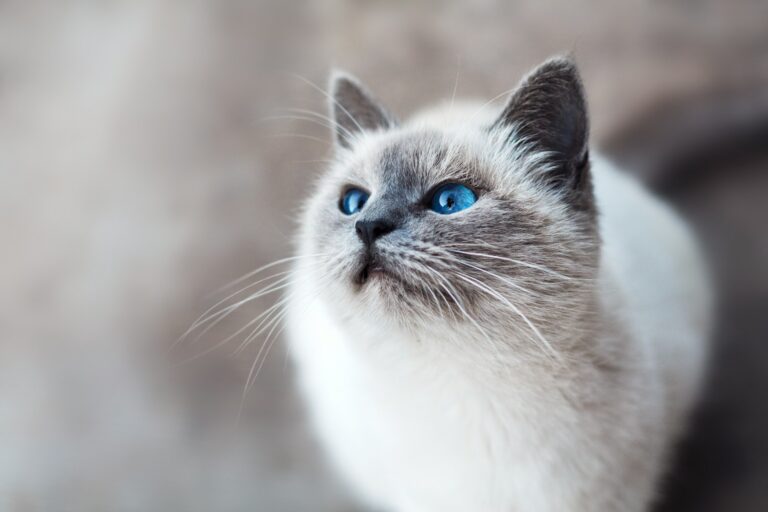 Article | Les moustaches des chats peuvent-elles repousser ?