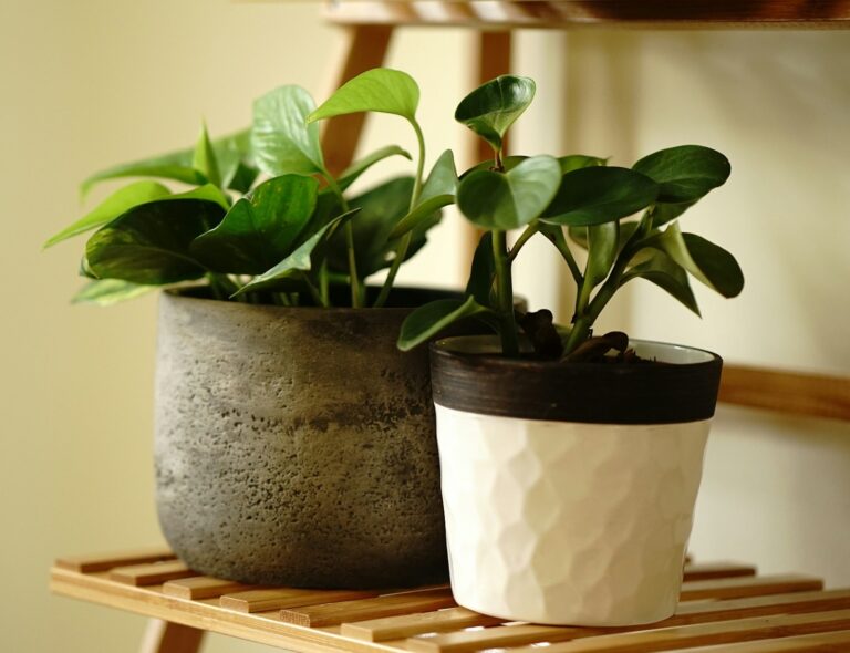 Article | Les végétaux sont-ils capables de purifier l’air de nos habitations ?