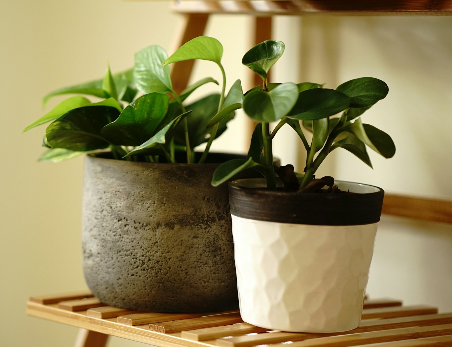 Les végétaux sont-ils capables de purifier l'air de nos habitations ?