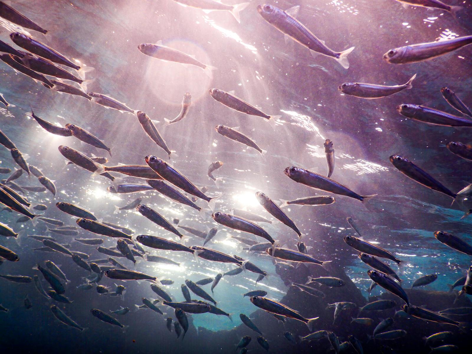 Pourquoi les sardines sont-elles de plus en plus petites ?
