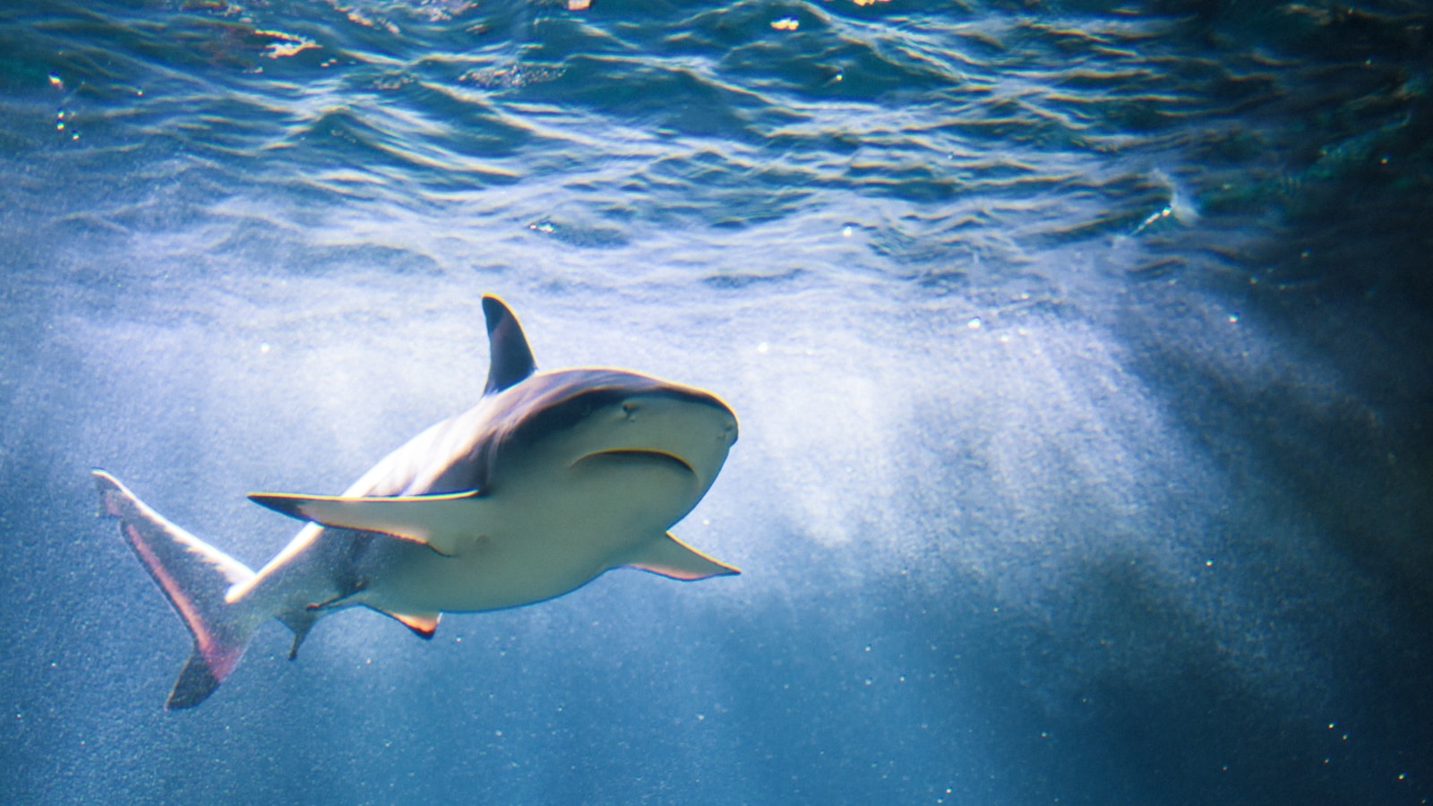 Quel requin est considéré comme le plus redoutable au monde ?