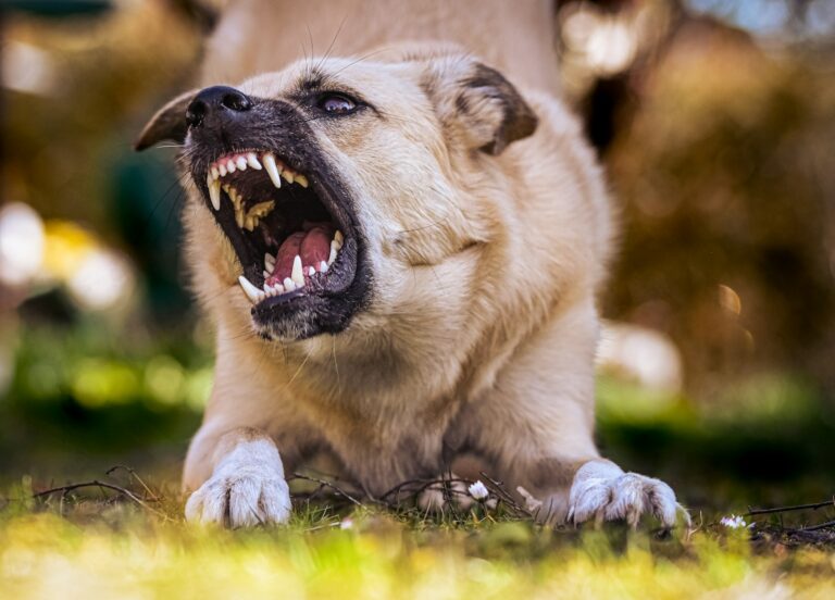 Article | Quelles sont les races de chiens interdite en France ?