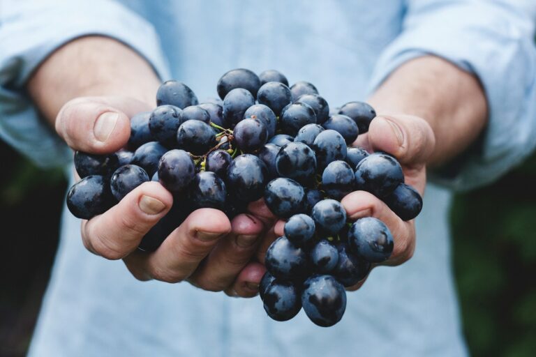 Article | Quels avantages offre le raisin ?