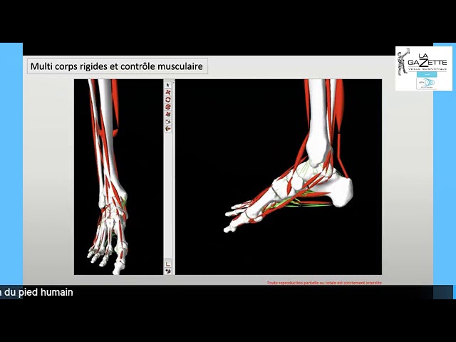 Evolution du pied humain
