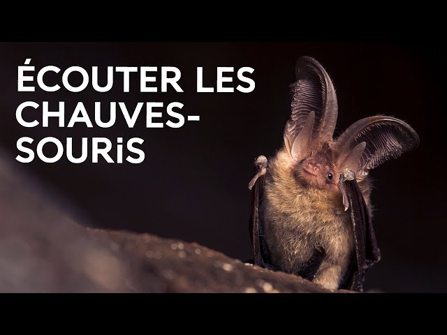 Comment les chauves-souris communiquent-elles ?
