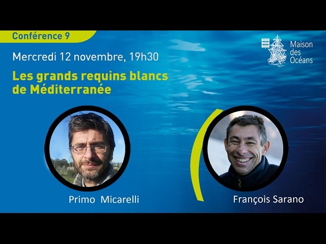 Les grands requins blancs de Méditerranée