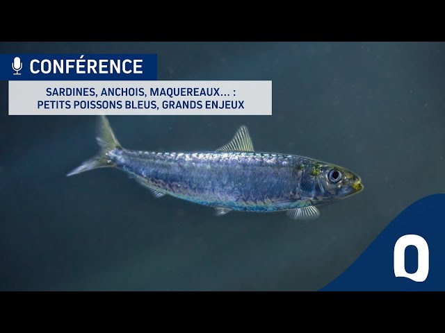 Sardines, anchois, maquereaux… Petits poissons bleus, grands enjeux !