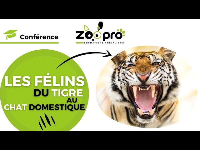 Les félins : du tigre au chat domestique
