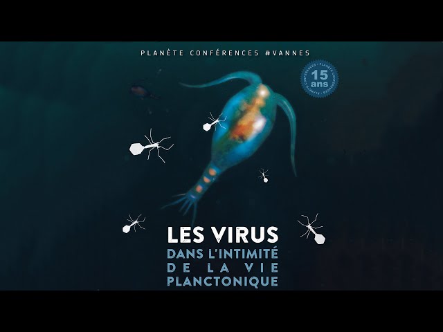 Le virus dans l'intimité de la vie planctonique