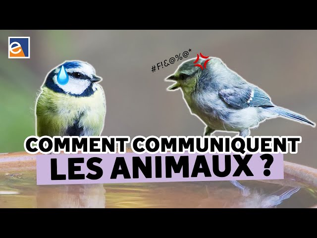 Quand les animaux prennent la parole !
