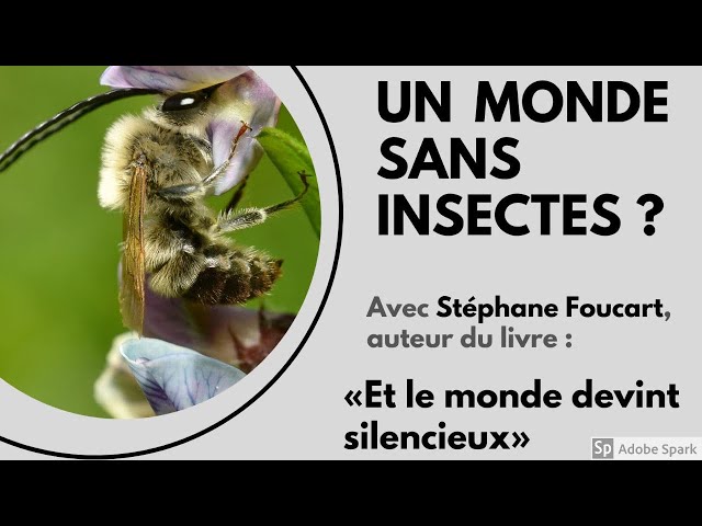 Un monde sans insectes?