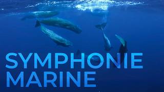 Le chant invisible des profondeurs