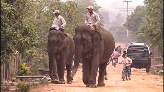 Mission Laos - Les derniers éléphants du Mékong