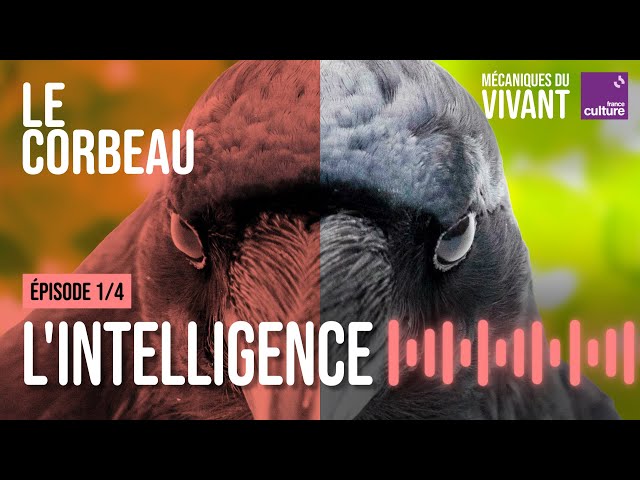 Pourquoi le corbeau est un oiseau de malheur