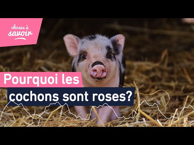 Pourquoi les cochons sont-ils roses ?