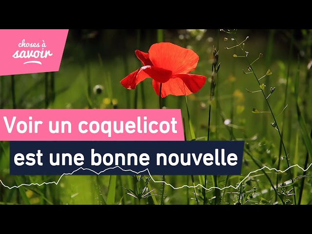 Pourquoi voir des coquelicots est toujours une bonne nouvelle ?