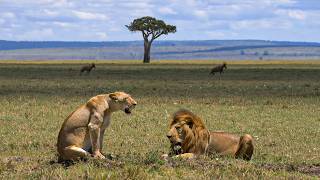 Prédateurs nomades : les maîtres du Massaï Mara