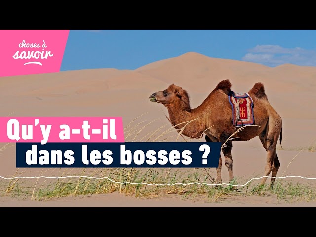 Qu'y a-t-il dans les bosses d'un chameau ?