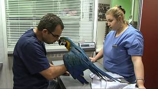 Un perroquet au destin tragique