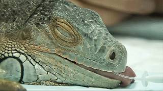 Univers des reptiles rares d'Europe !